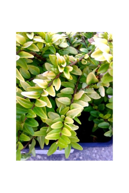 Декоративна жимолость із яскравим листям на сонці